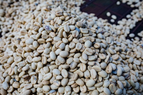 A substantial pile of raw coffee beans is displayed in close-up, showcasing their light, unroasted color and detailed texture. Some beans are scattered around the central pile, indicating they are spread out on a surface, possibly for drying or sorting.