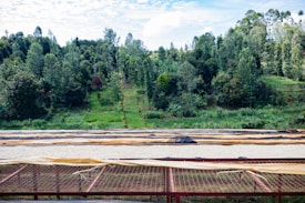 A lush green landscape with dense forested hills in the background and a flat, grassy area leading up to the trees. In the foreground, there are drying racks covered with netting, possibly used for drying crops like coffee beans or grains. The sky is partly cloudy with a mix of white clouds and blue sky.