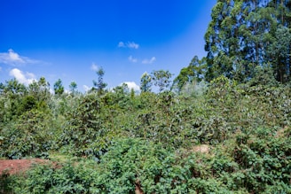 A lush, green forest landscape with dense foliage and tall trees under a clear, vibrant blue sky. The vegetation is rich and diverse, indicating a thriving natural environment.