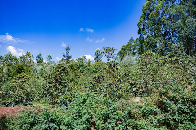 A lush, green forest landscape with dense foliage and tall trees under a clear, vibrant blue sky. The vegetation is rich and diverse, indicating a thriving natural environment.