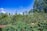 A lush, green forest landscape with dense foliage and tall trees under a clear, vibrant blue sky. The vegetation is rich and diverse, indicating a thriving natural environment.