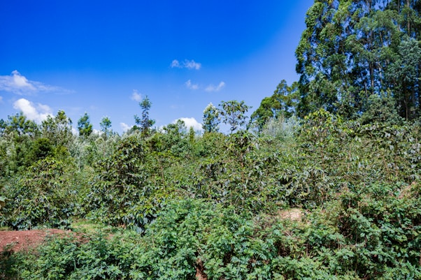 A lush, green forest landscape with dense foliage and tall trees under a clear, vibrant blue sky. The vegetation is rich and diverse, indicating a thriving natural environment.