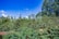 A lush, green forest landscape with dense foliage and tall trees under a clear, vibrant blue sky. The vegetation is rich and diverse, indicating a thriving natural environment.