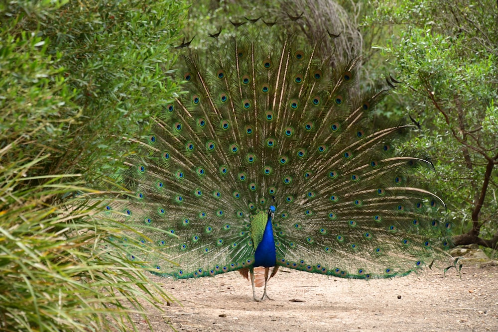 a peacock with its feathers spread out on a dirt road