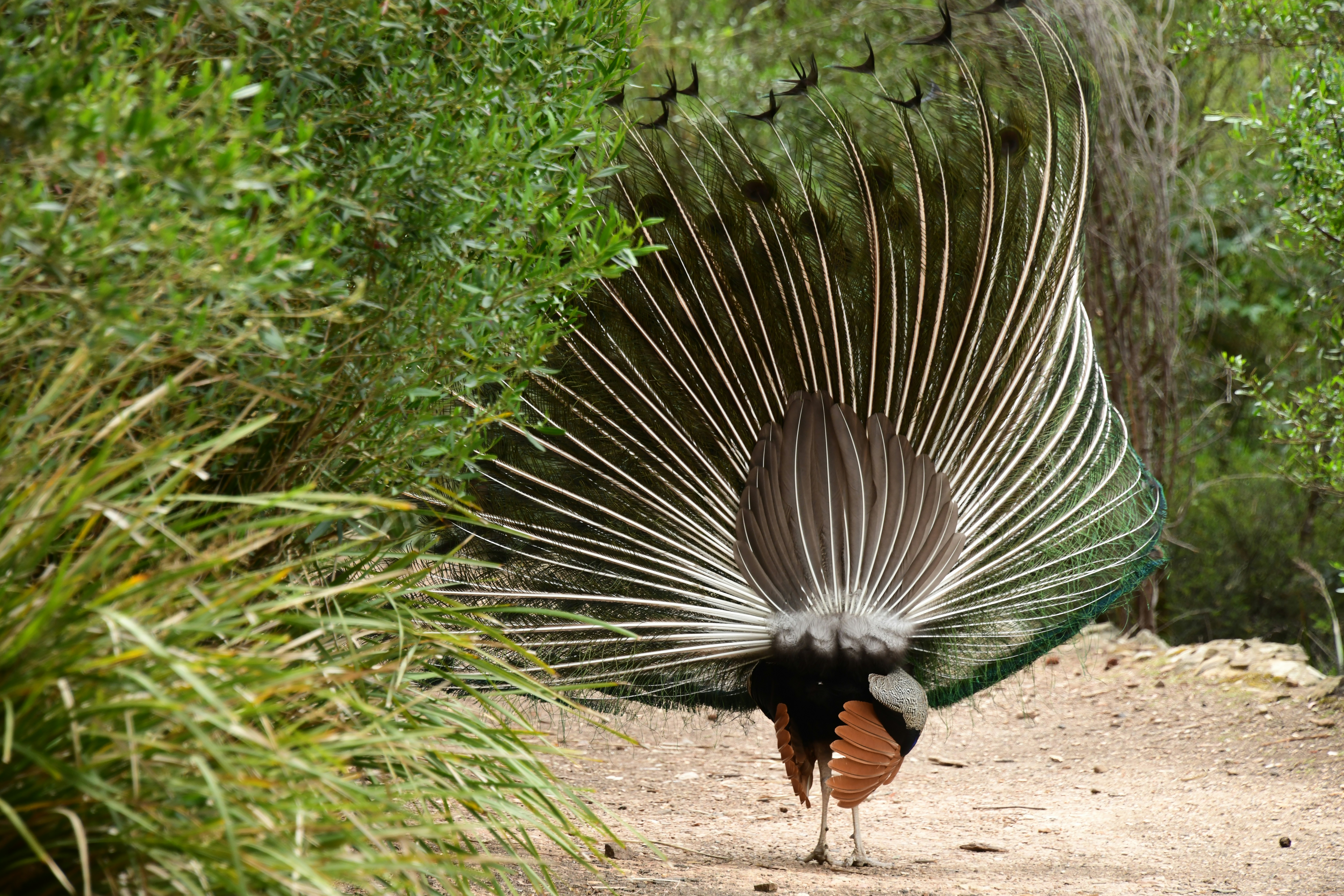 Launceston – Final Summary