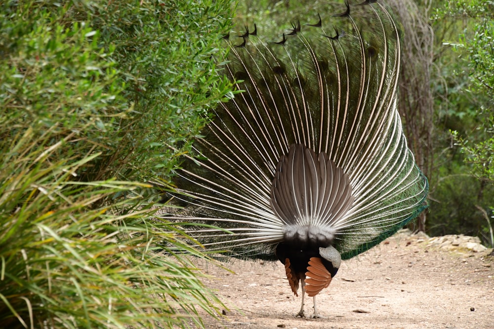 a peacock walking down a dirt road next to a lush green forest