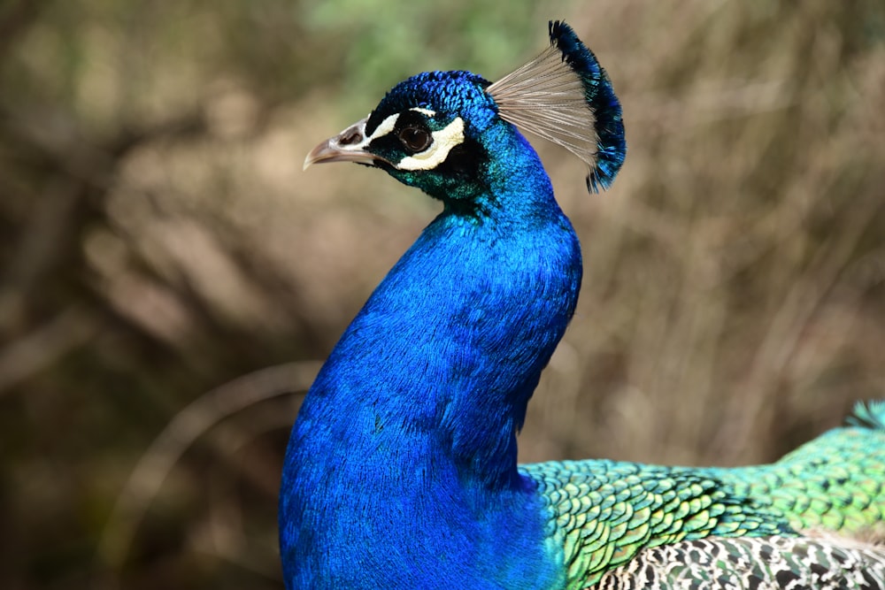 a close up of a peacock with a blurry background