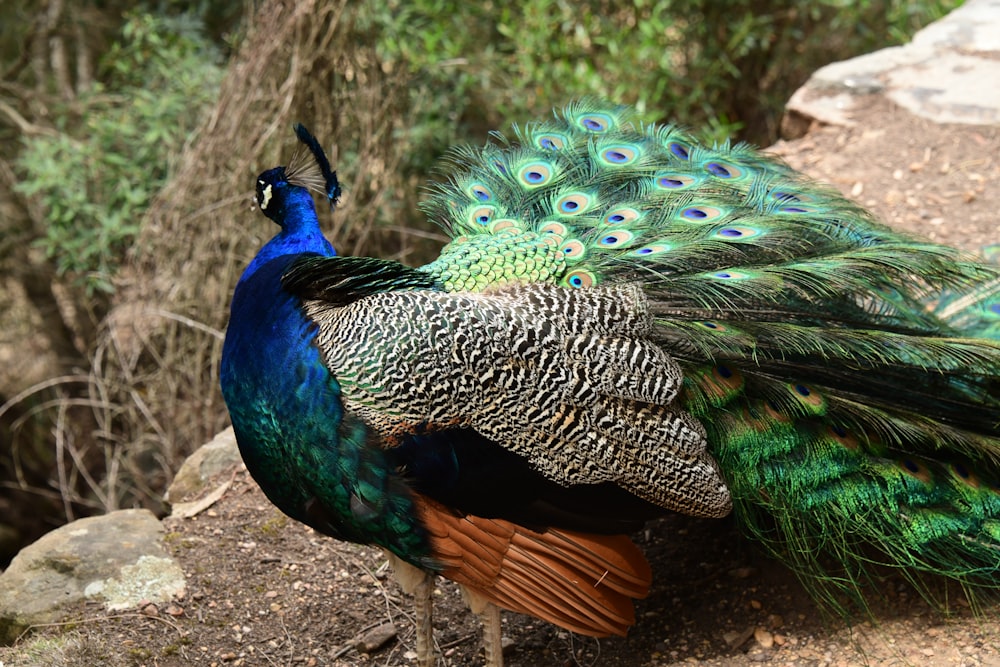 a couple of peacocks standing on top of a rock