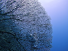andaman snorkelling sailing adventure