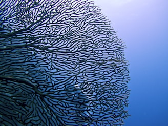 andaman snorkelling sailing adventure