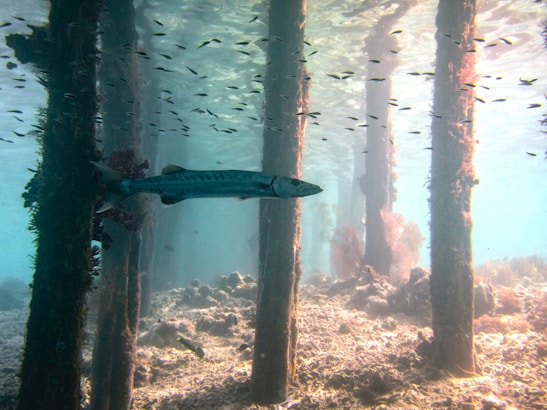 An underwater scene featuring a large fish, possibly a barracuda, swimming among vertical wooden pilings covered with marine growth. Smaller fish are scattered throughout the water, and sunlight filters down, creating dappled patterns on the seabed.