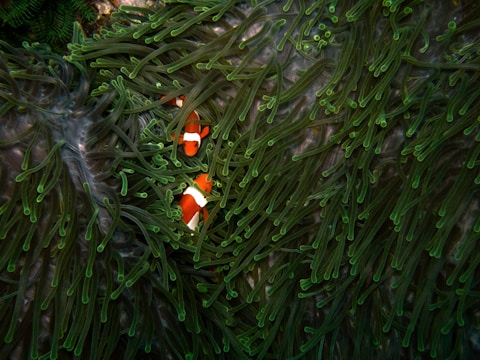Vibrant orange clownfish nestled within the flowing green tentacles of sea anemones. The fish are interspersed among the aquatic vegetation, creating a dynamic underwater scene.