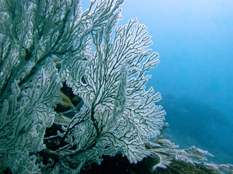 Large, intricate, fan-shaped coral structures underwater with detailed, vein-like patterns, against a blue, slightly hazy underwater backdrop. The coral appears to be delicate and textured, possibly indicating a healthy marine environment.