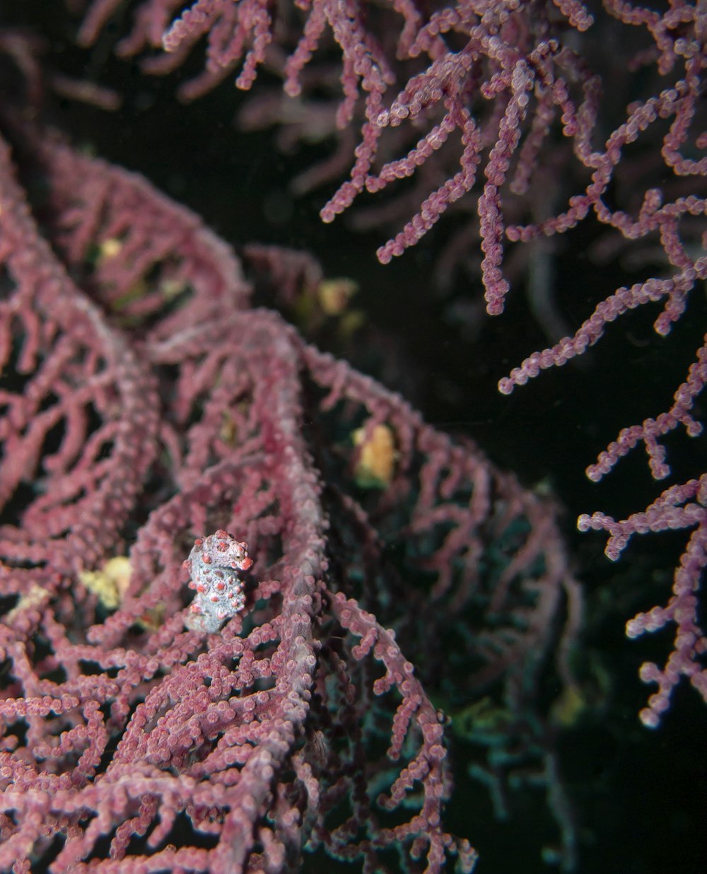 a close up of a coral with a diamond ring on it