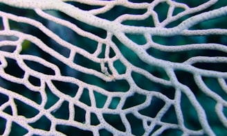 A close-up view of a coral structure with intricate branch-like patterns against a blurred underwater backdrop. The coral appears delicate with a porous texture, showcasing a network of interconnected lines and shapes.