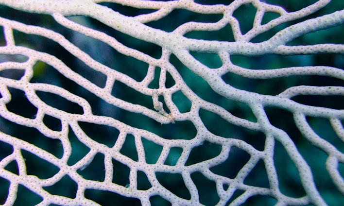 A close-up view of a coral structure with intricate branch-like patterns against a blurred underwater backdrop. The coral appears delicate with a porous texture, showcasing a network of interconnected lines and shapes.