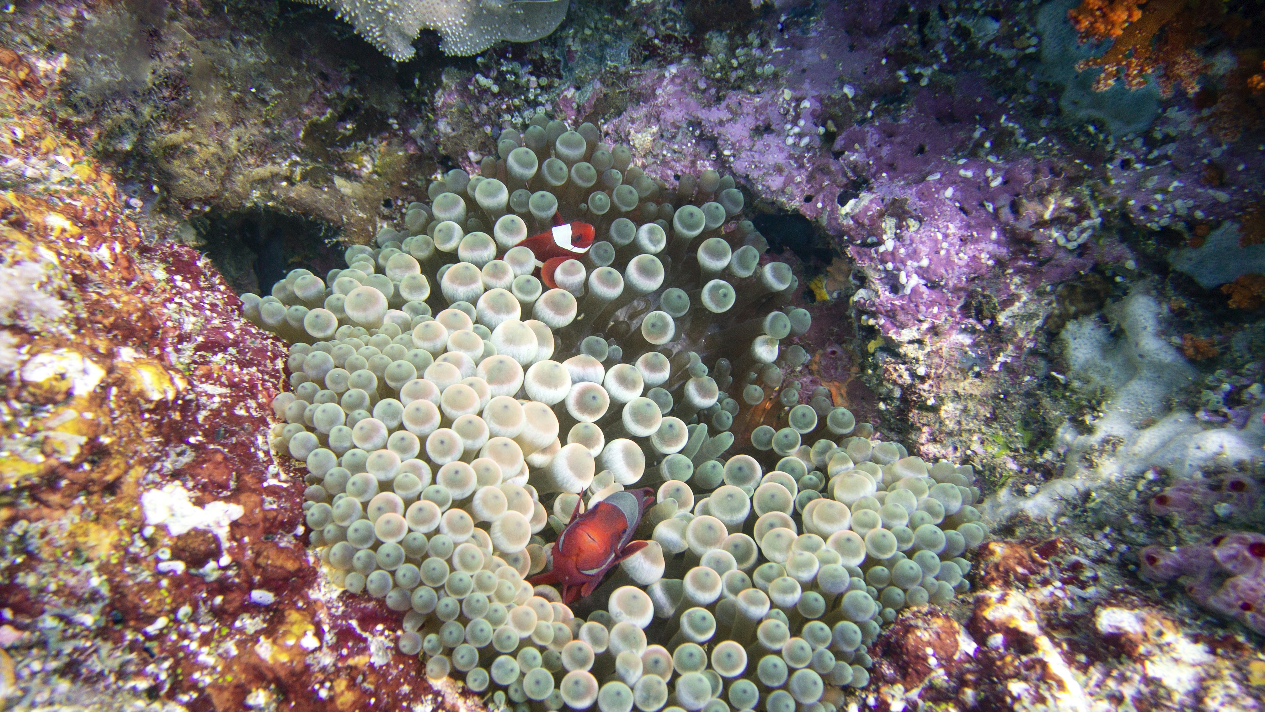 a group of small white and red sea anemones