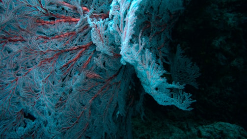 Intricate coral formations with a textured surface are visible, showcasing a mix of blue and red tones. The coral branches out with a delicate, feather-like appearance against a dark background, suggesting an underwater setting.