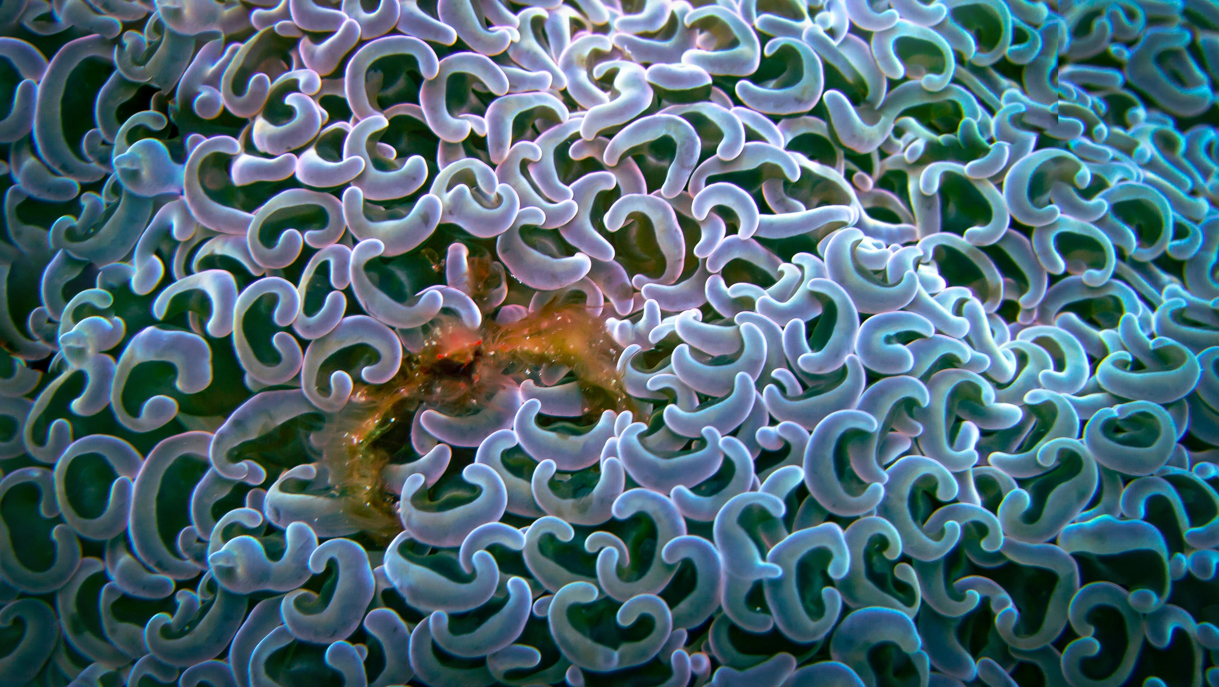 Prečo majú niektoré kraby chlpy?