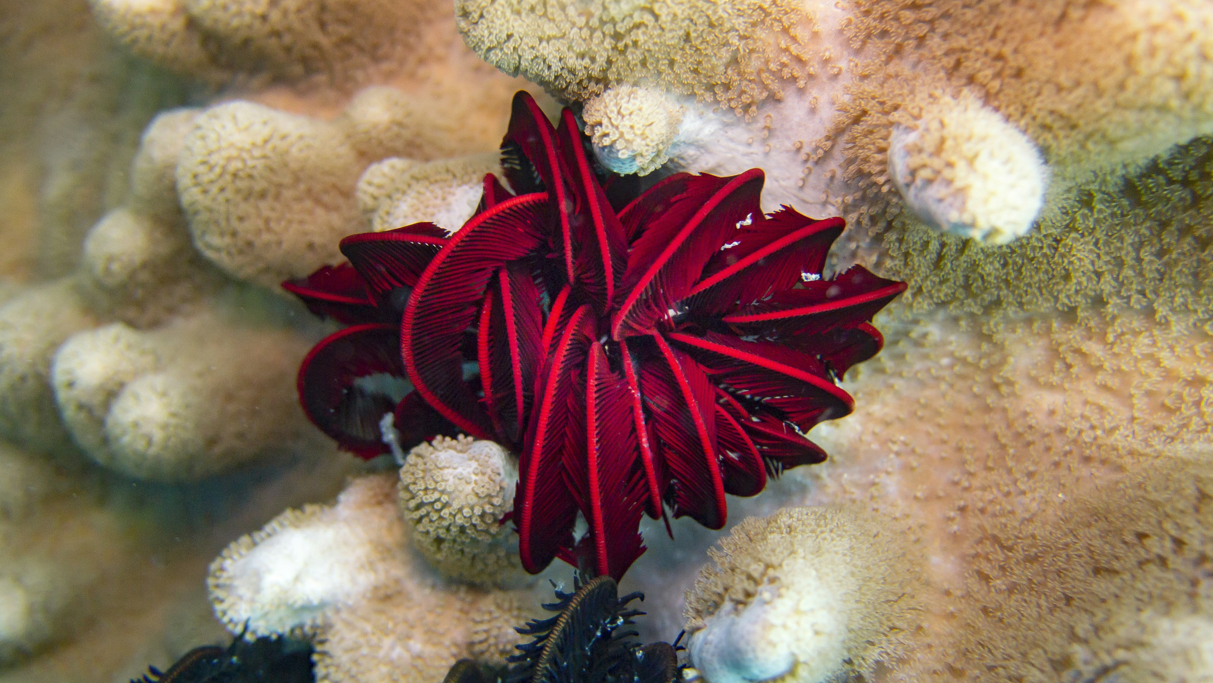 a close up of a red starfish on a coral