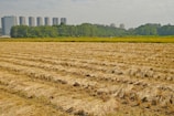 A harvested field with rows of straw stubble stretches across the foreground, while dense green trees line the background. In the distance, several tall apartment buildings rise behind the treetops under a lightly overcast sky.