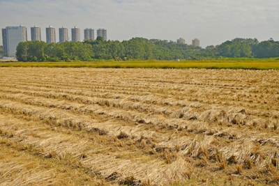 A harvested field with rows of straw stubble stretches across the foreground, while dense green trees line the background. In the distance, several tall apartment buildings rise behind the treetops under a lightly overcast sky.