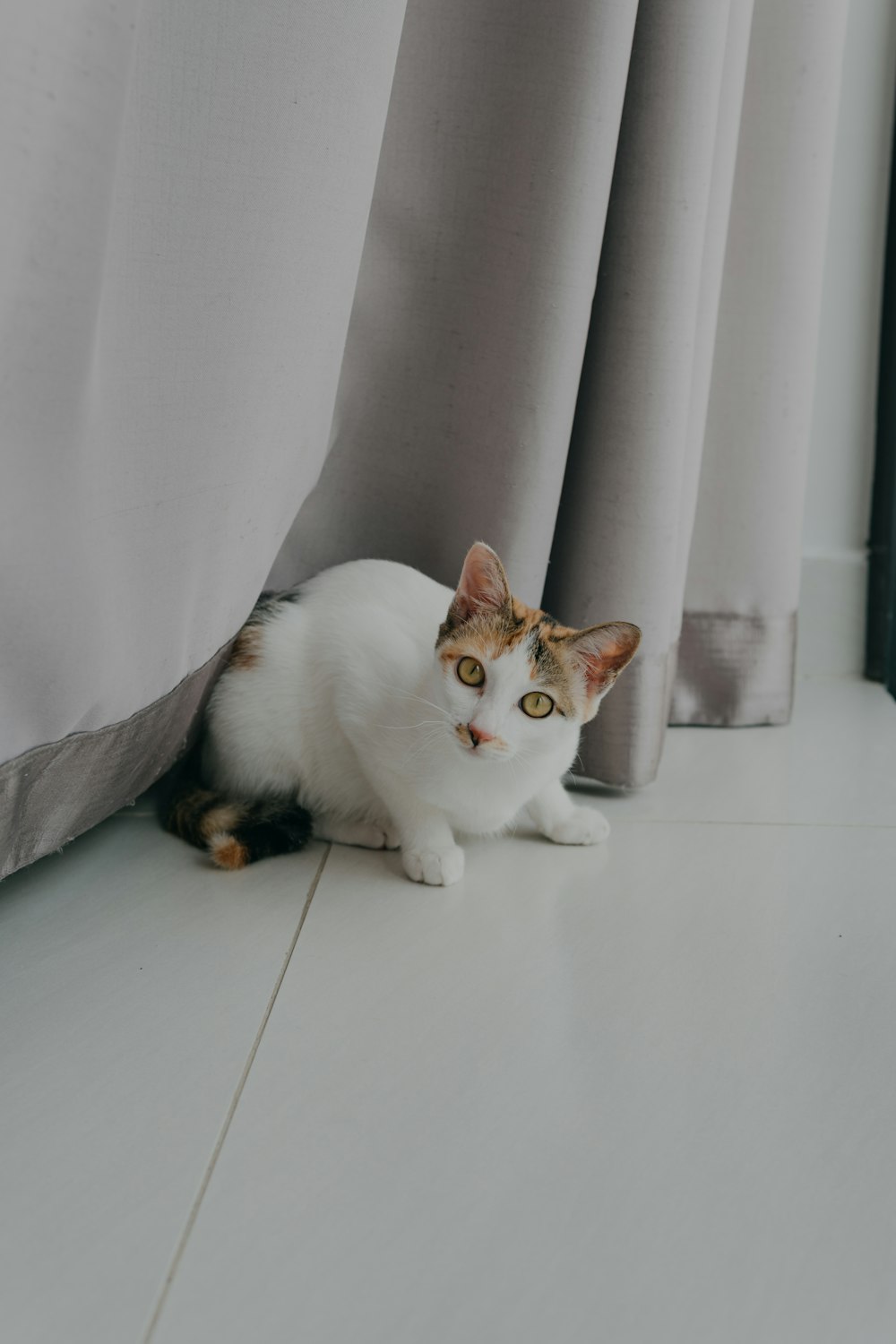 a white and brown cat sitting next to a curtain