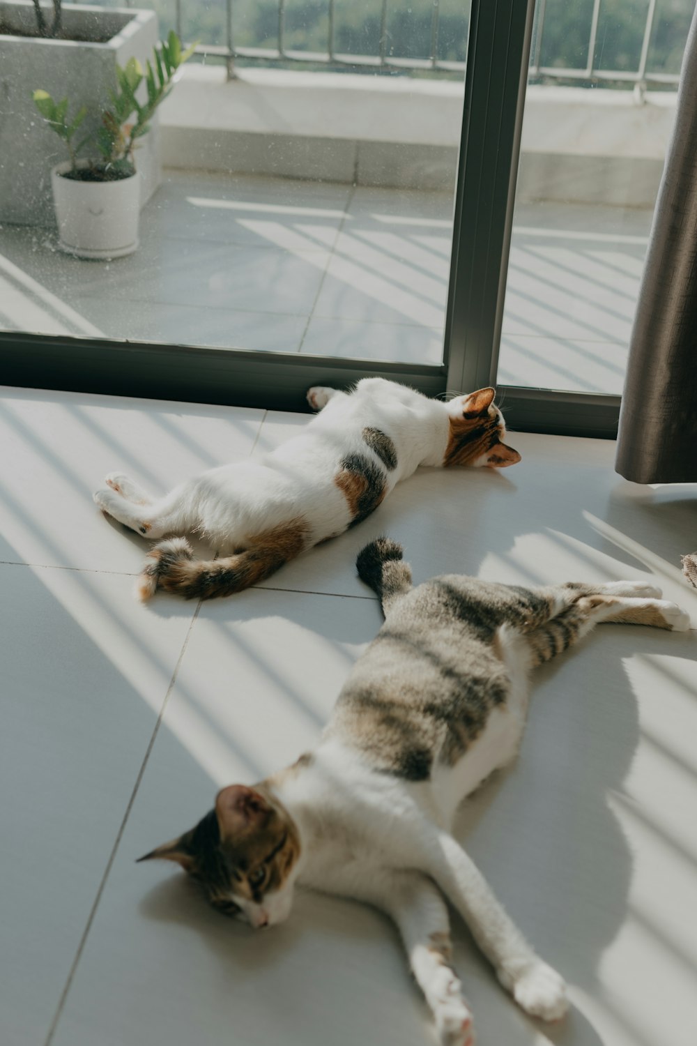 a couple of cats laying on top of a floor next to a window