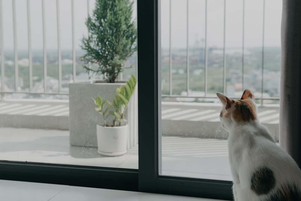 a cat sitting on a window sill looking out the window