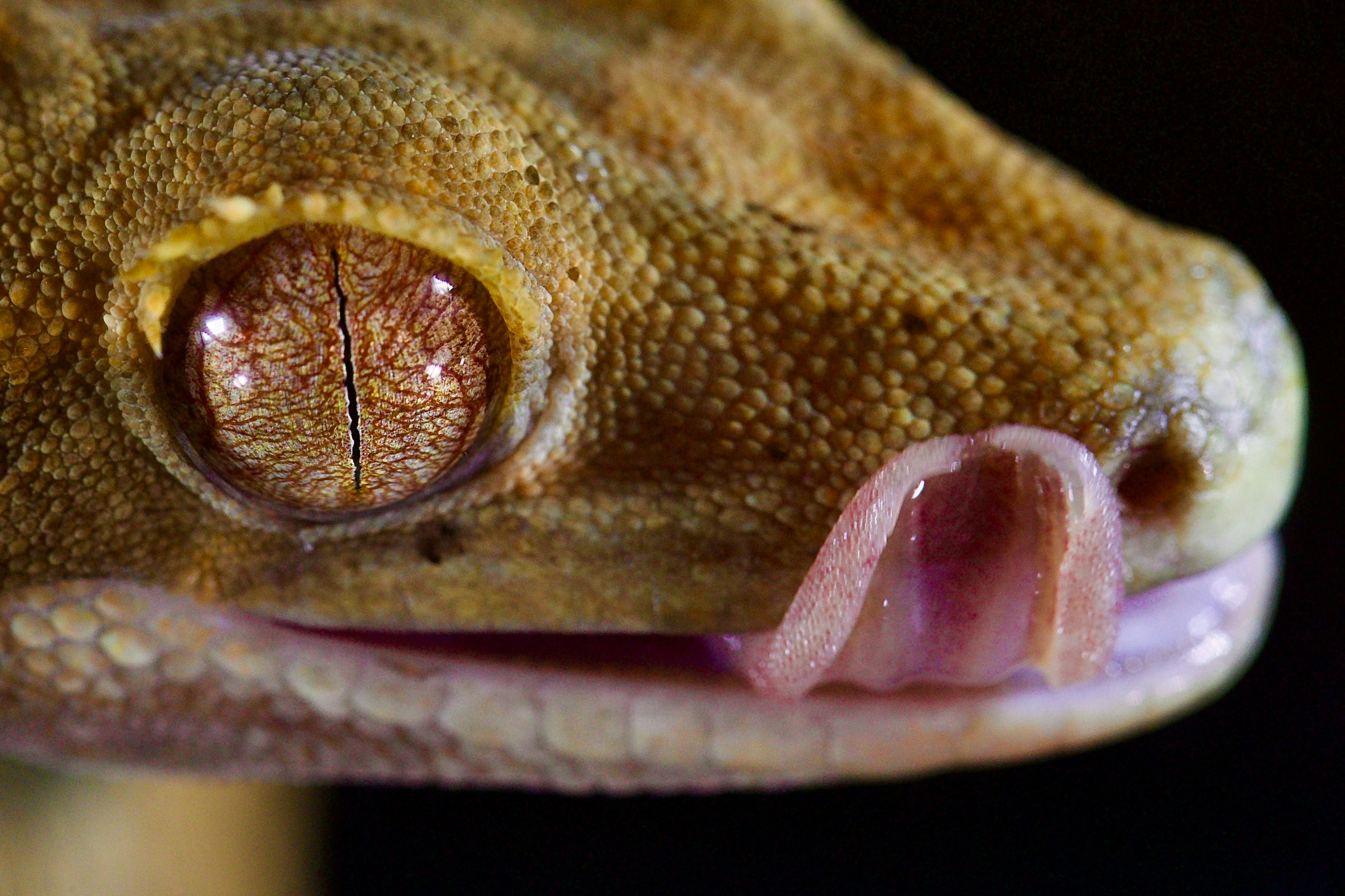 Exotic Reptiles & Scorpions