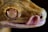 A close-up image of a reptile's face, showcasing a detailed textured skin and an eye with a vertical slit pupil. The reptile's tongue is partially extended, adding a sense of movement to the image. The texture and patterns on the skin are highlighted by the lighting, creating a vivid portrayal of the animal's features.