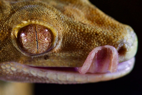 A close-up image of a reptile's face, showcasing a detailed textured skin and an eye with a vertical slit pupil. The reptile's tongue is partially extended, adding a sense of movement to the image. The texture and patterns on the skin are highlighted by the lighting, creating a vivid portrayal of the animal's features.