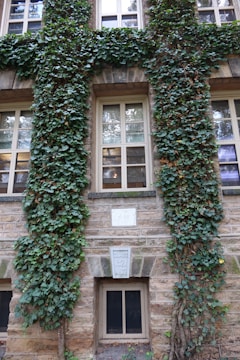 A building facade with vertical stone columns covered with dense green ivy. Large windows are symmetrically arranged, displaying reflections of the surroundings. Plaques are embedded into the stone wall, with one reading 'Class 1921 Ivy.'.