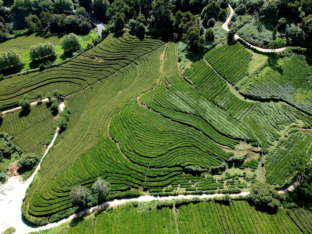 an aerial view of a lush green field