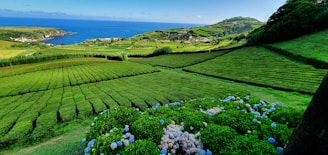 a lush green hillside with blue flowers in the foreground
