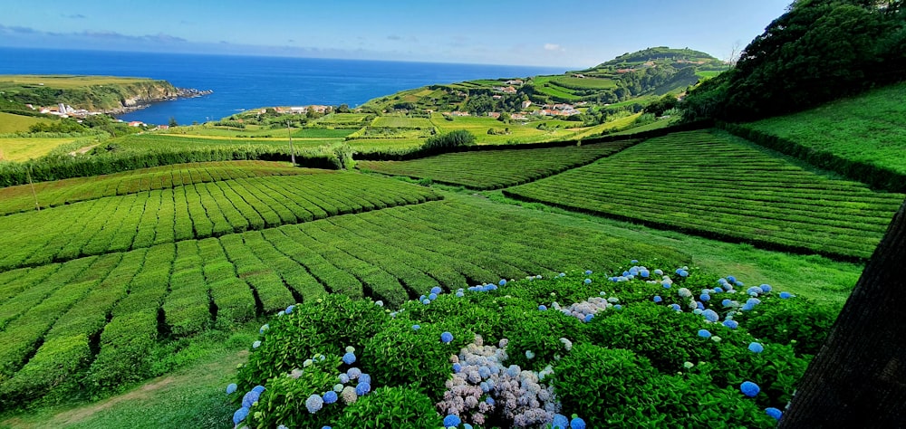 a lush green hillside with blue flowers in the foreground