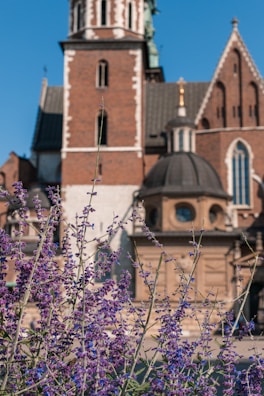 The historic church of Suchitoto framed by blooming bougainvillea and clear skies.