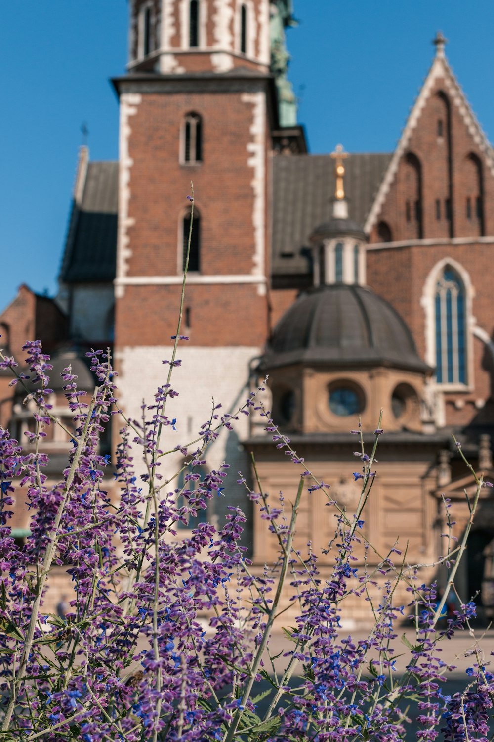 purple flowers in front of a large building