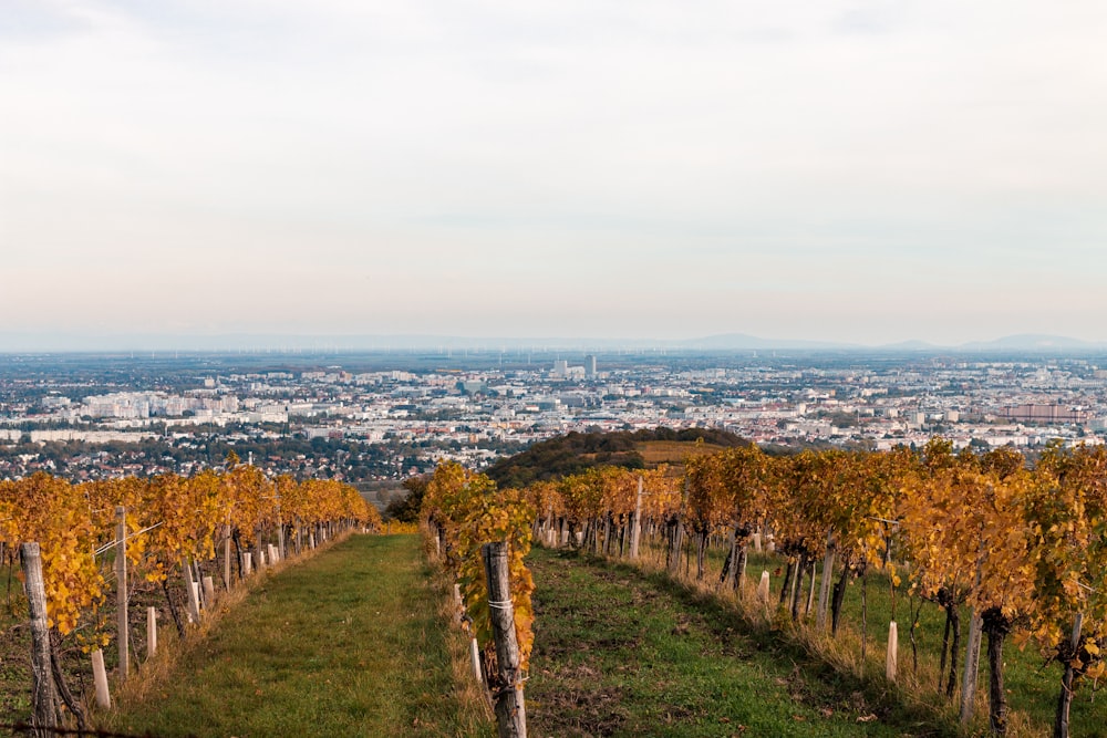 a view of a city from a vineyard
