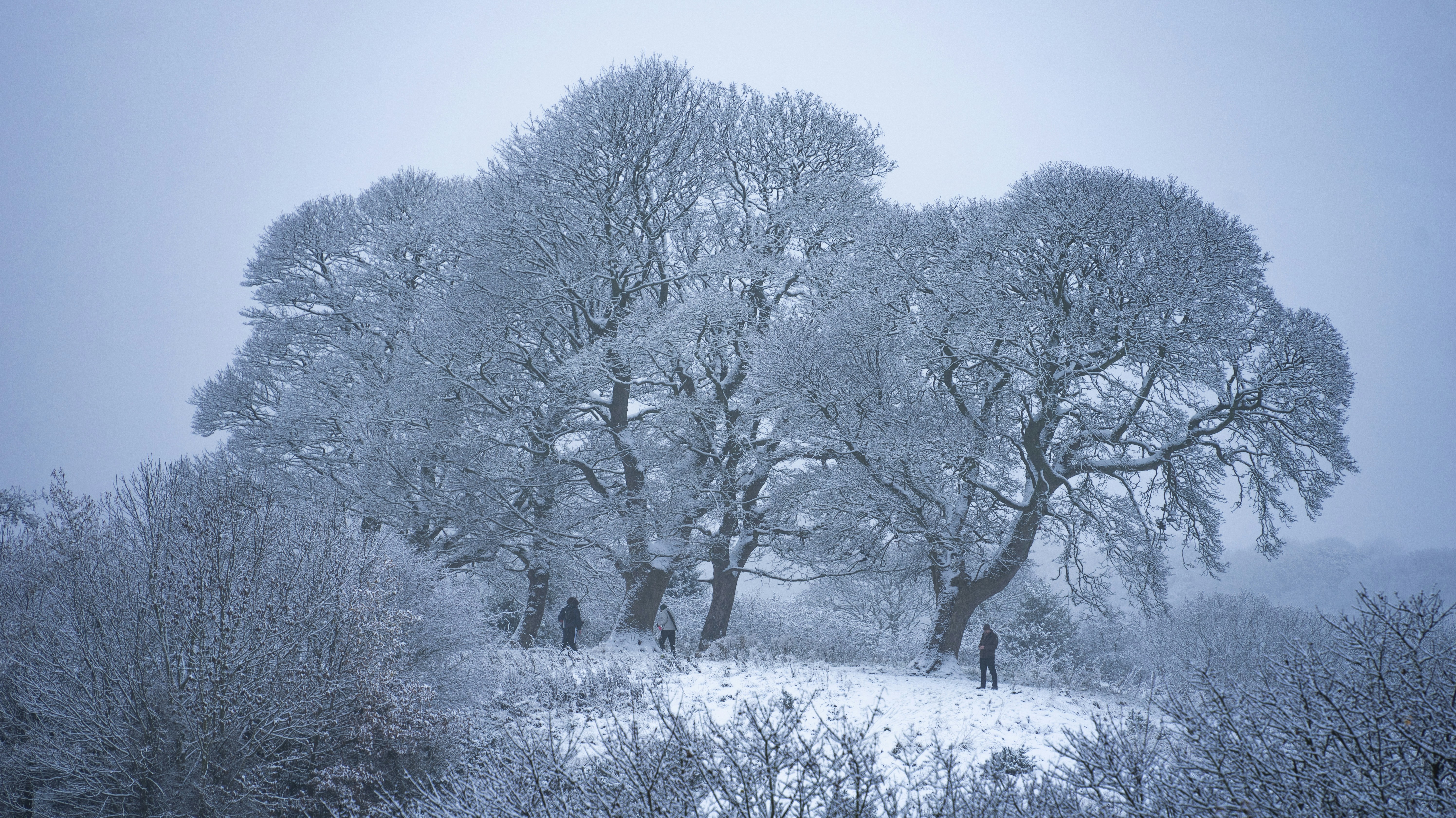 a group of people walking through a snow covered forest