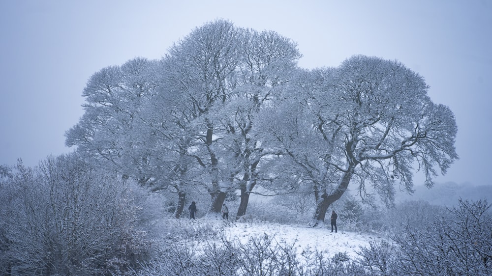 a group of people walking through a snow covered forest