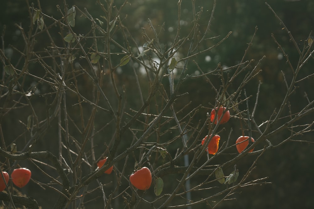 a tree with fruit on it in the sun