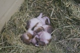 A group of small, white and brown guinea pig pups huddled together on a bed of hay in a cozy corner.