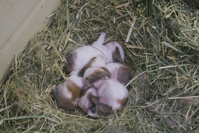 A group of small, white and brown guinea pig pups huddled together on a bed of hay in a cozy corner.