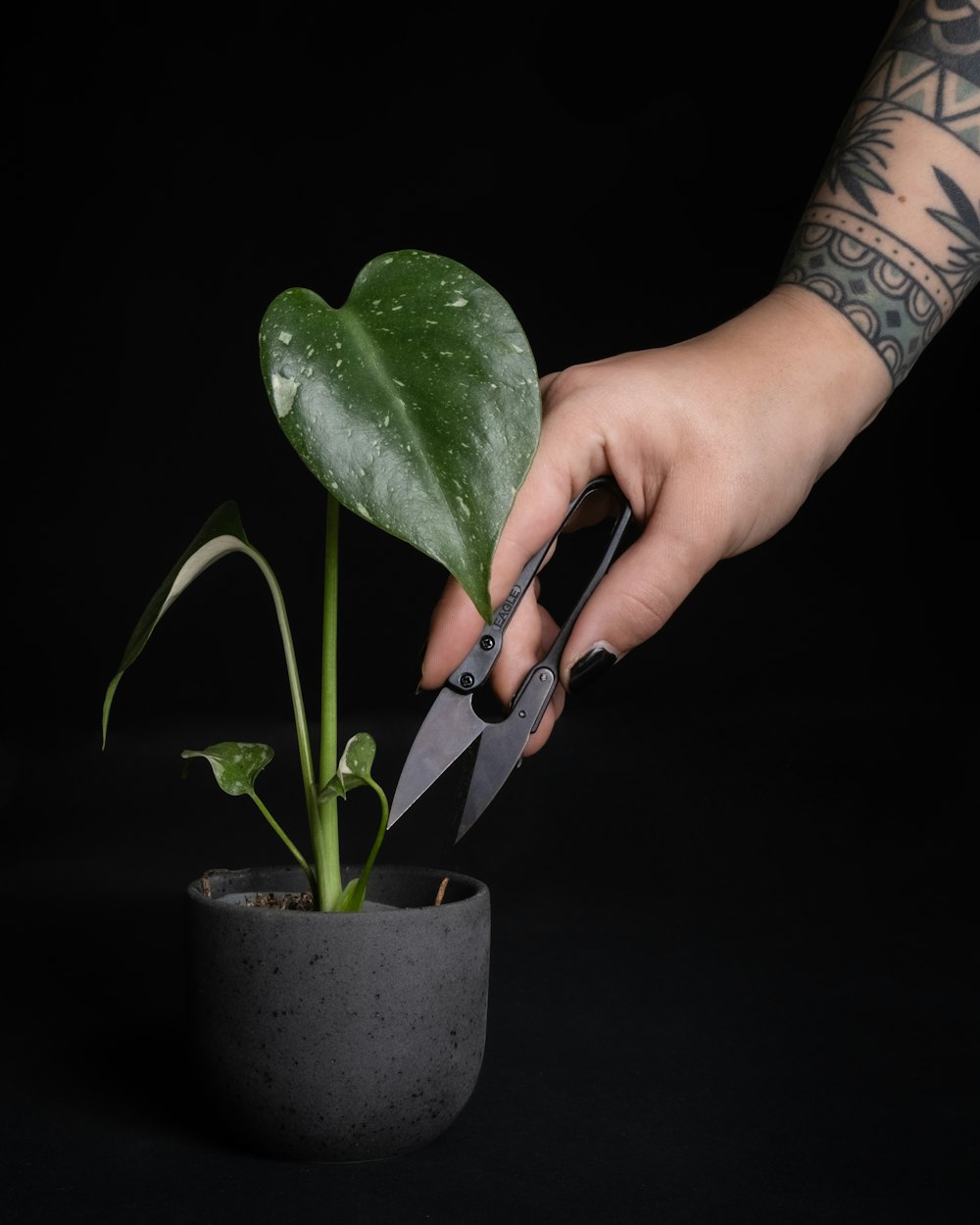 a person cutting a plant with a pair of scissors