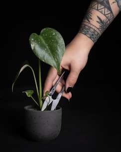 Close-up of hands gently pruning a blooming houseplant indoors.