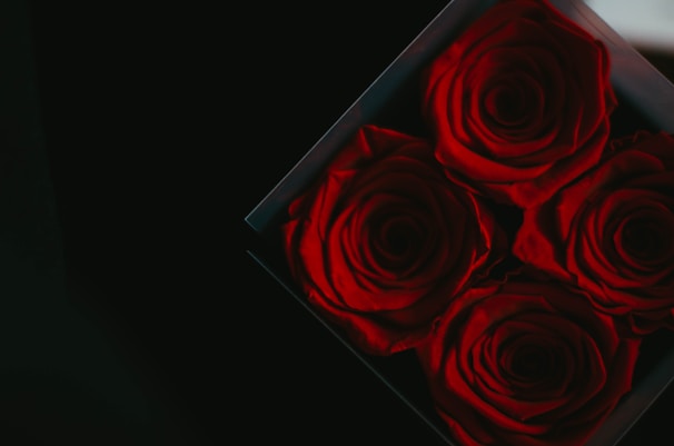 A square box contains four large, vibrant red roses, arranged closely together. The petals appear velvety and lush, standing out vividly against a dark background that accentuates their rich color.