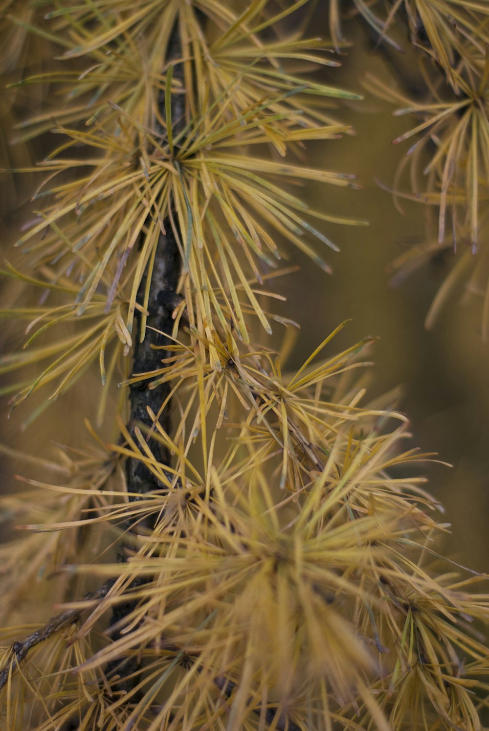 a close up of a pine tree branch