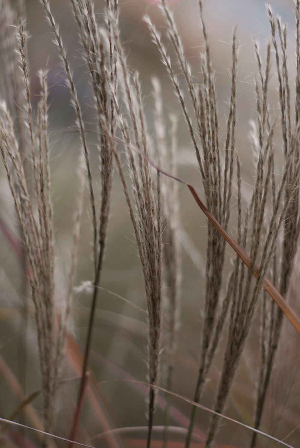 a close up of a bunch of tall grass