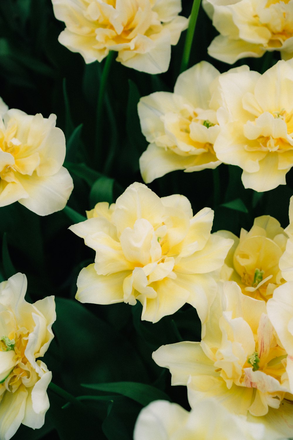 a bunch of yellow flowers with green leaves